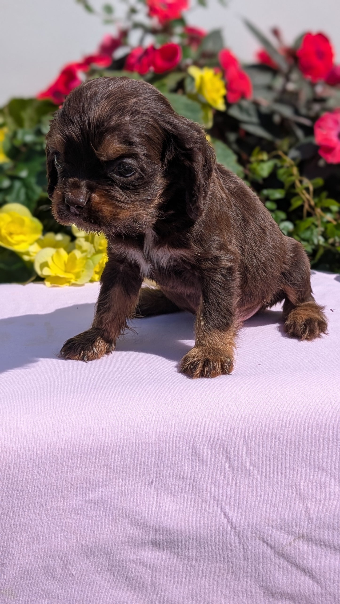 COCKER SPANIEL (07/16) MALE