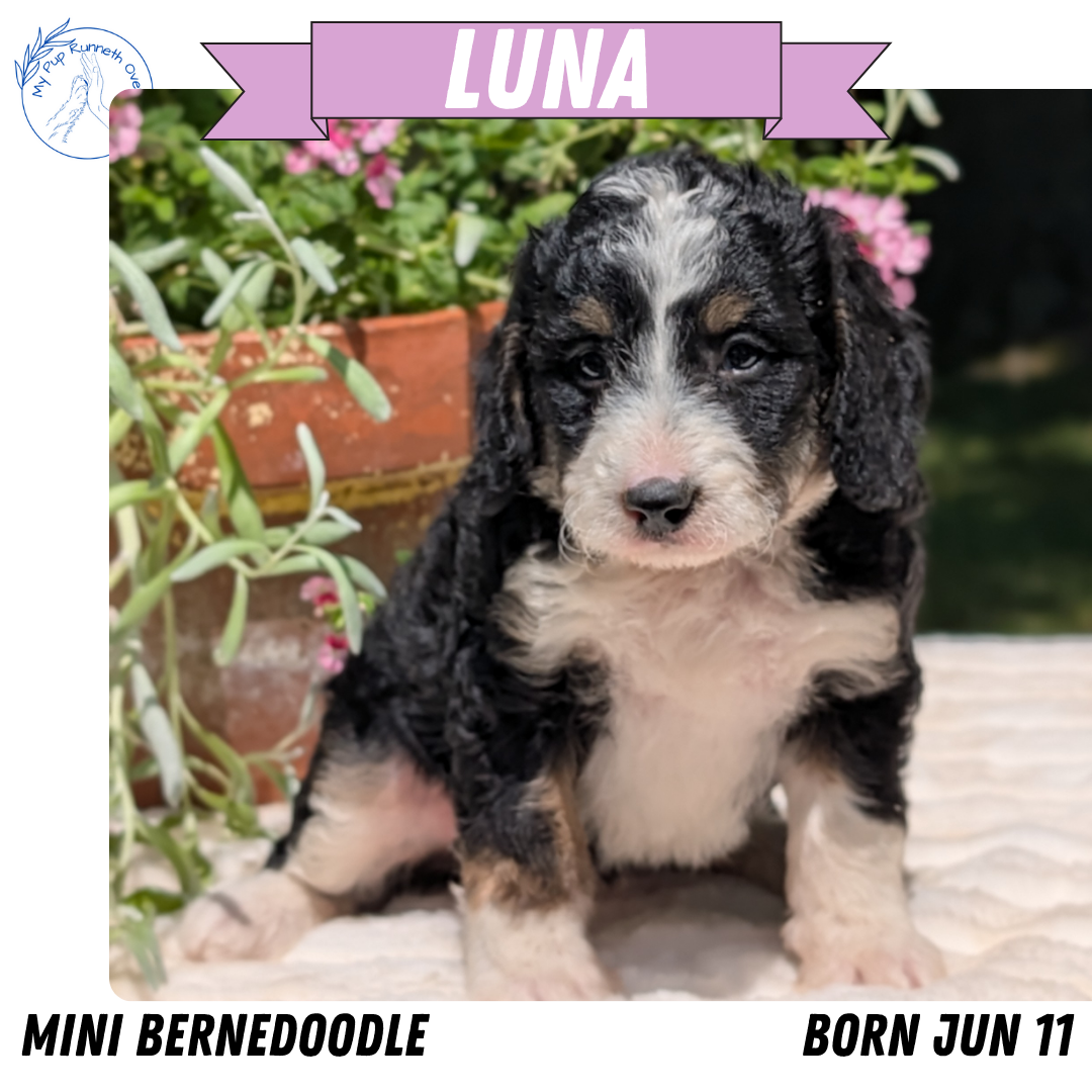 MINI BERNEDOODLE (06/11) FEMALE