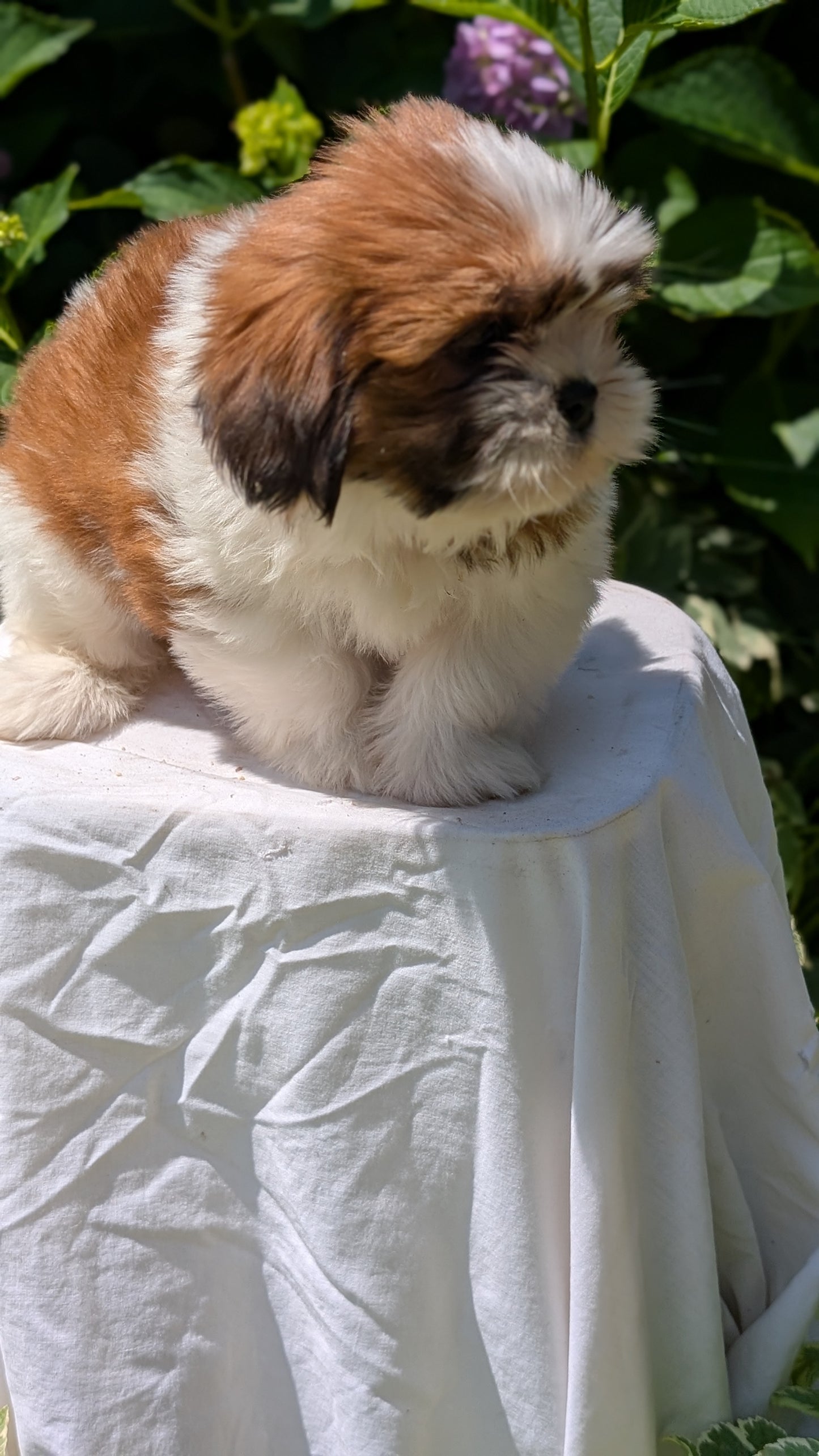 SHIH TZU (05/17) FEMALE