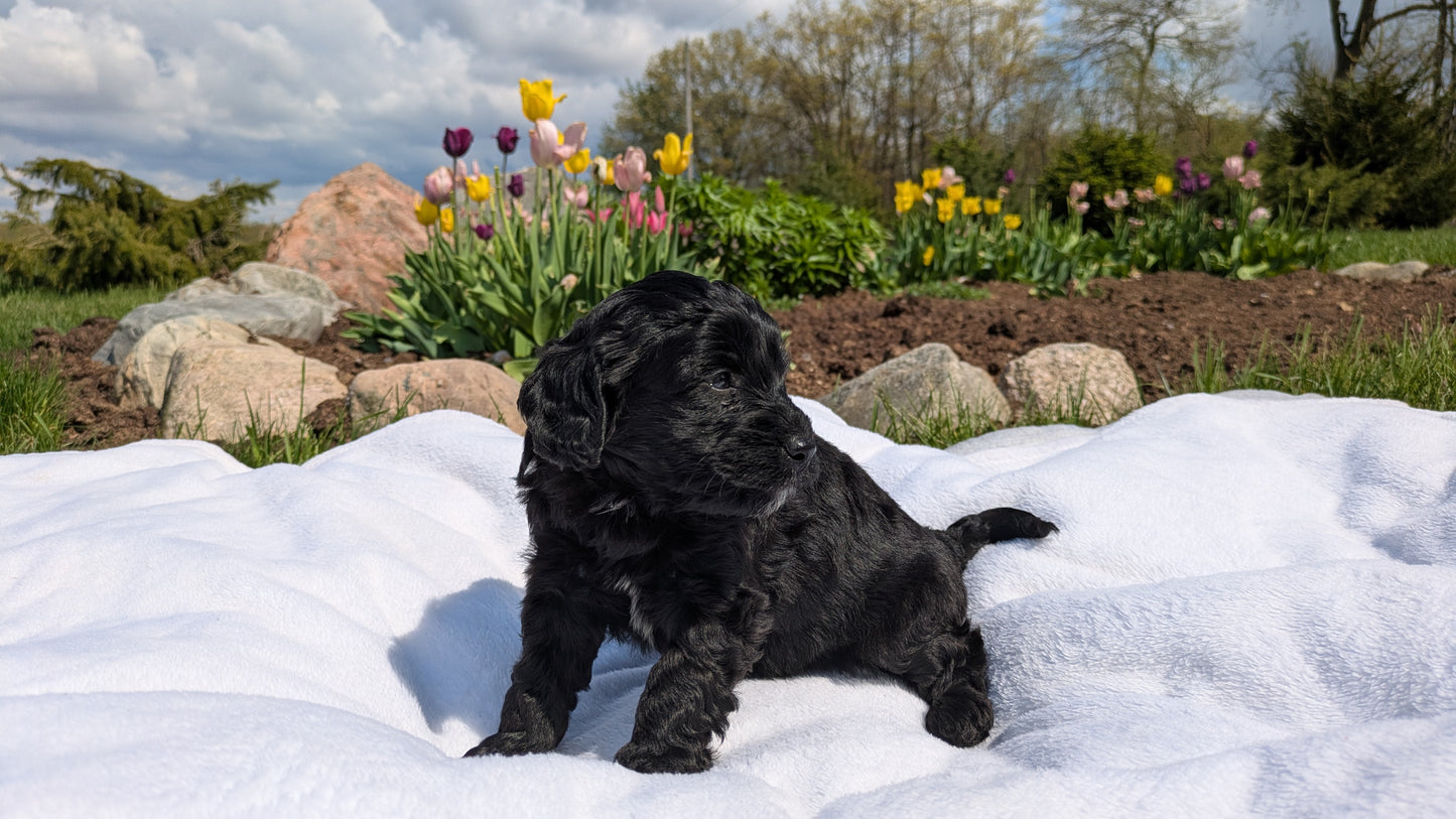 MINI BERNEDOODLE (03/30) MALE