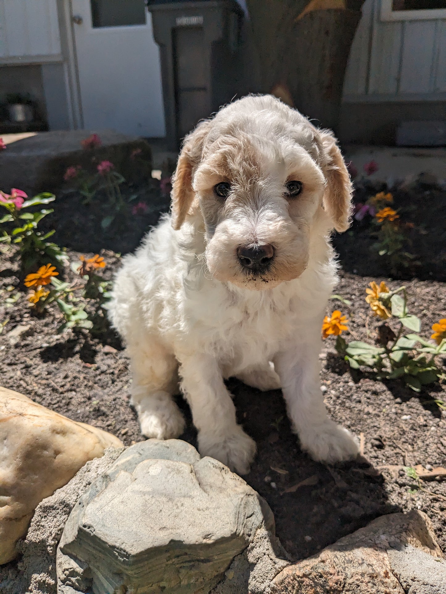 MINI POODLE (04/27) MALE