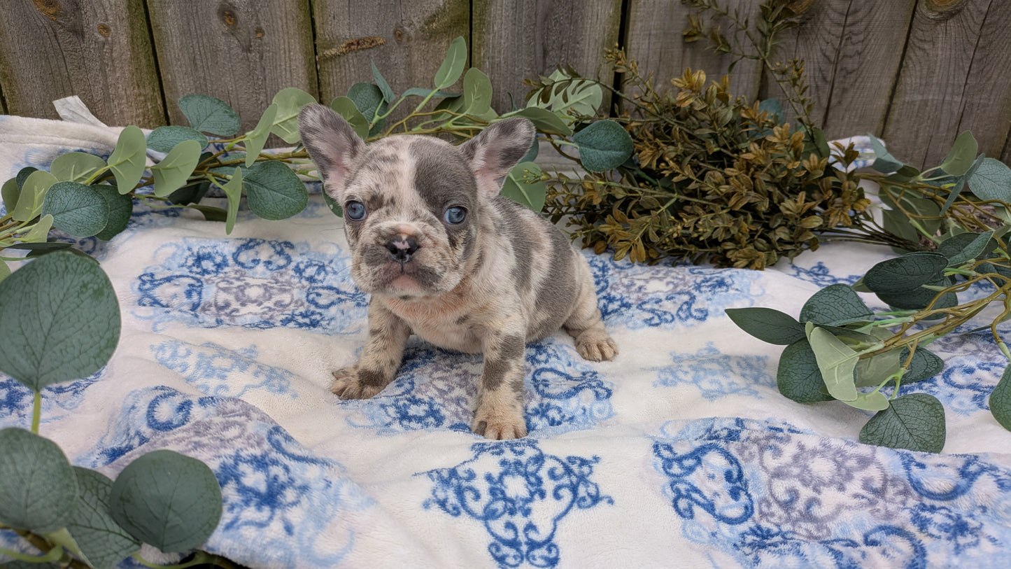 FRENCH BULLDOG (03/04) FEMALE