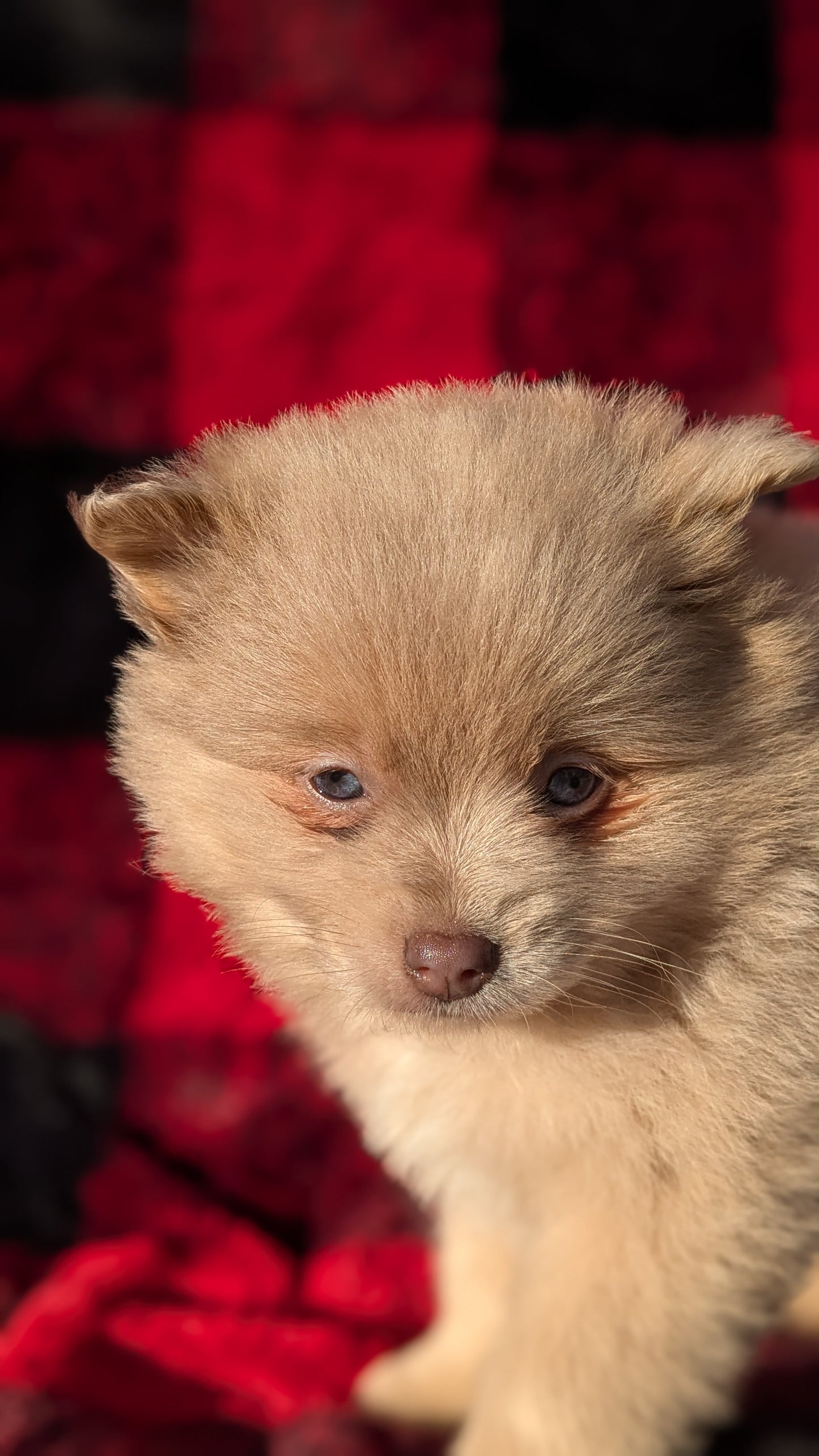 POMERANIAM (10/01) FEMALE