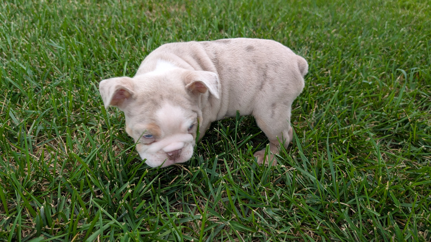 ENGLISH BULLDOG (06/30) MALE