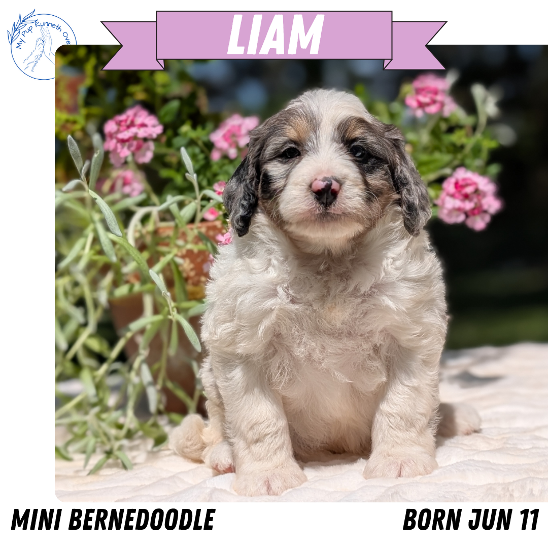 MINI BERNEDOODLE (06/11) MALE