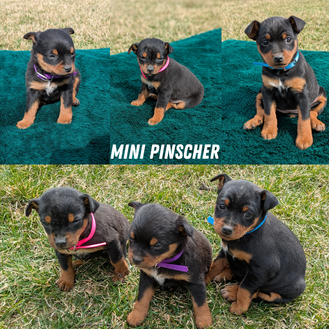 MINI PINSCHER (02/13) FEMALE