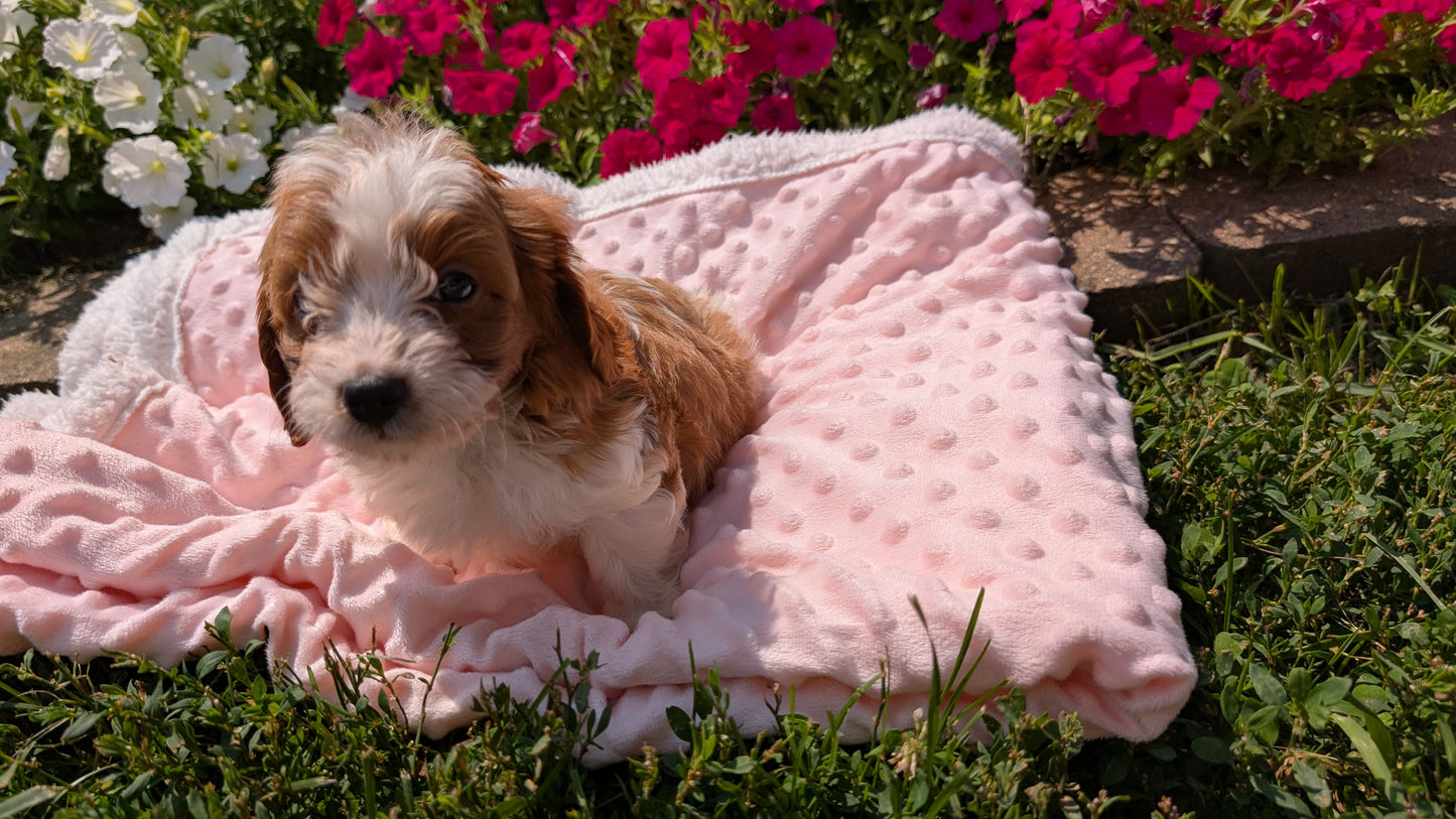 CAVAPOO (06/19) MALE