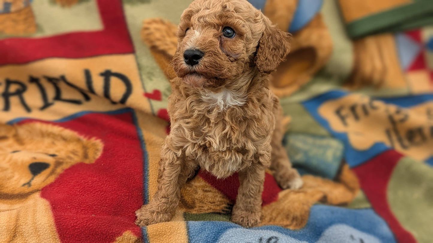 MINI POODLE (09/27) MALE