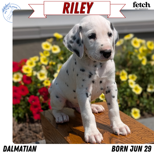 DALMATIAN (JUN 29) MALES