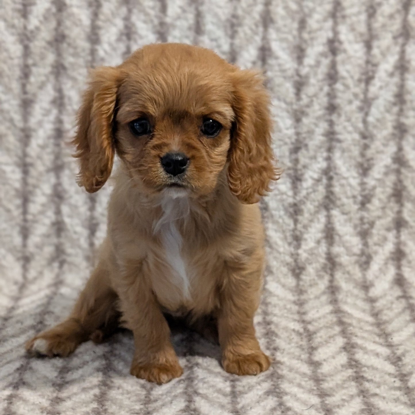 CAVALIER (FEB 24) FEMALE