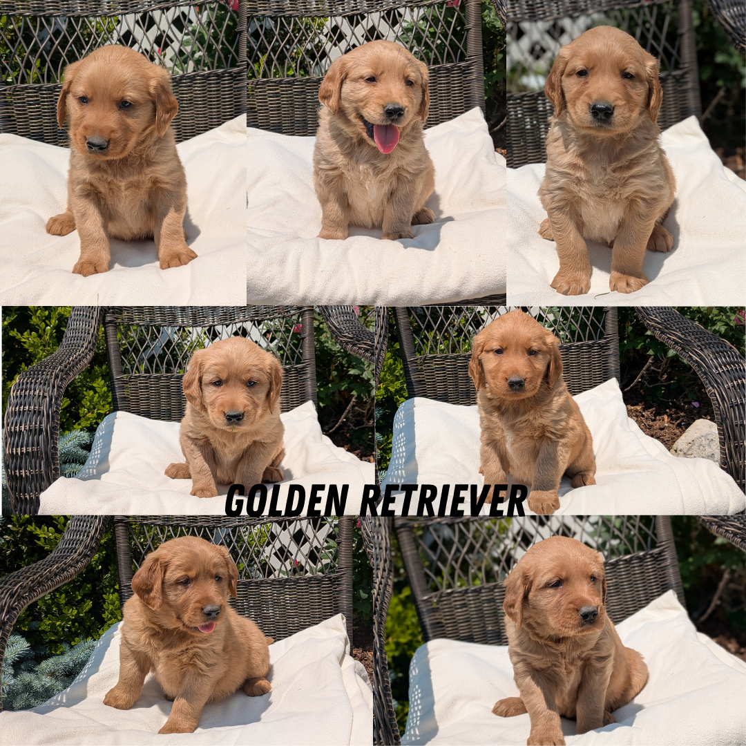 GOLDEN RETRIEVER (04/24) FEMALE