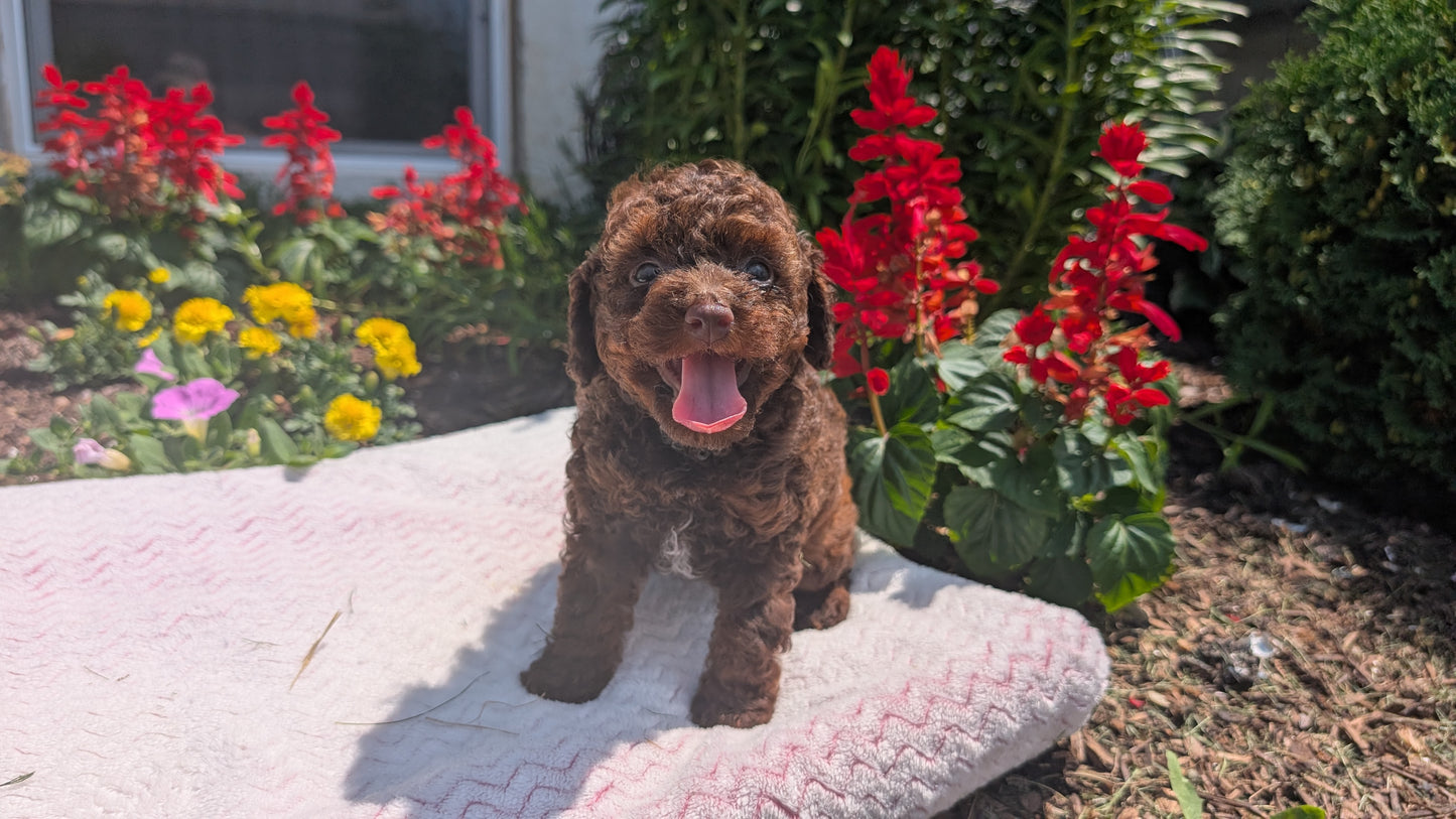 TOY POODLE (06/23) FEMALE