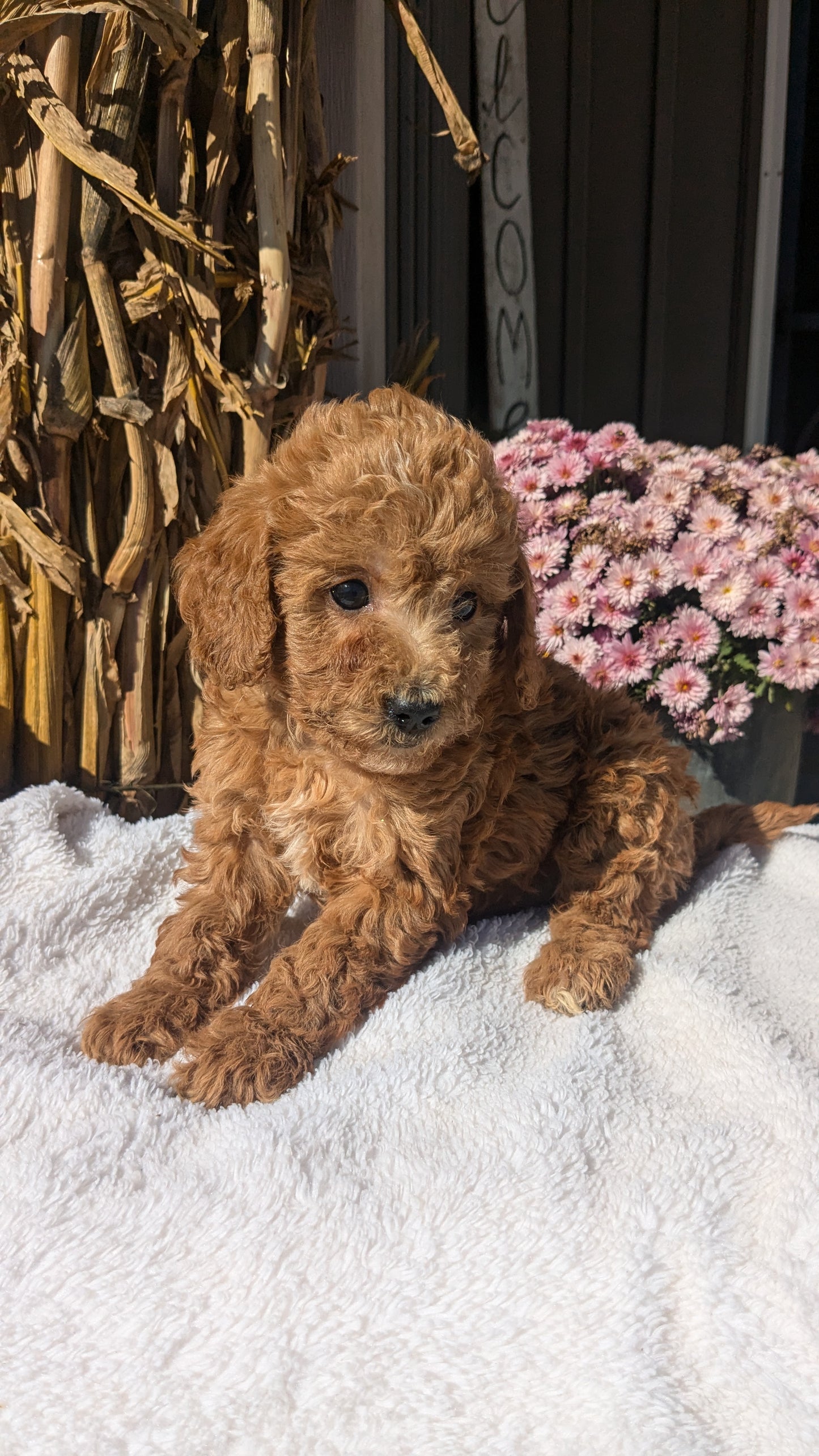 MINI POODLE (08/20) FEMALE
