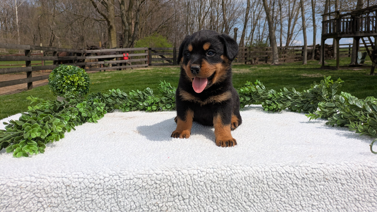 ROTTWEILER (03/18) MALE