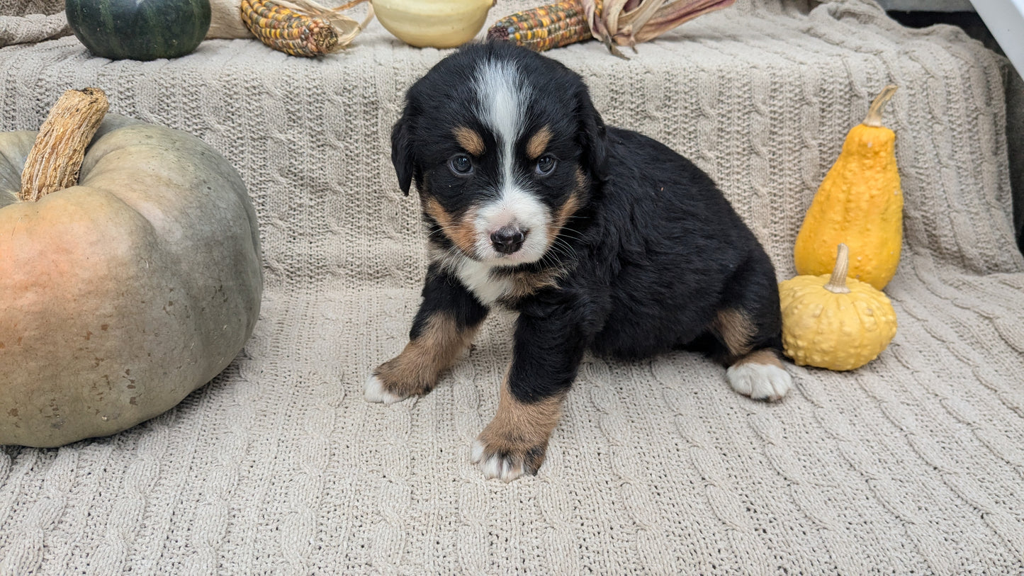 BERNESE MOUNTAIN DOG (08/18) FEMALE