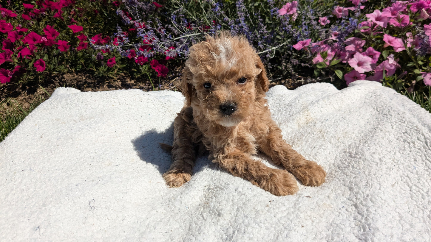 CAVAPOO (08/02) FEMALE