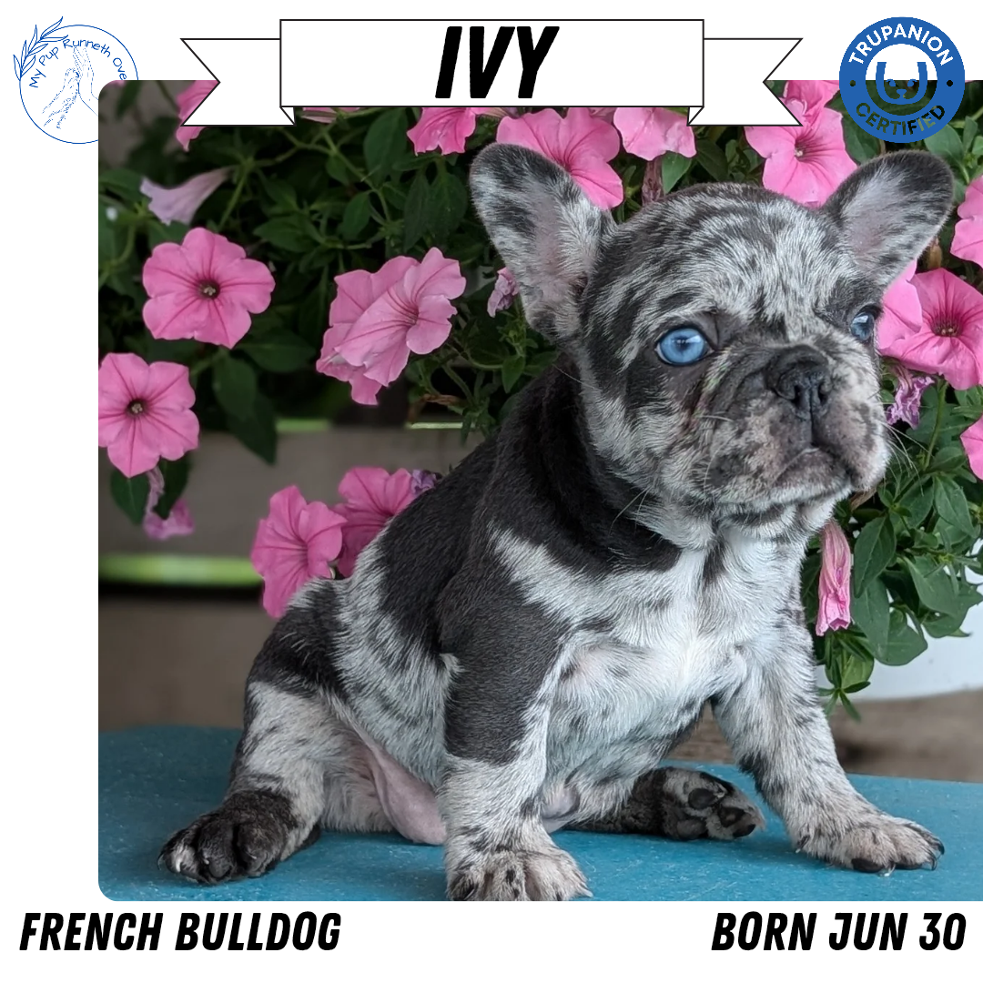 FRENCH BULLDOG (06/30) FEMALE