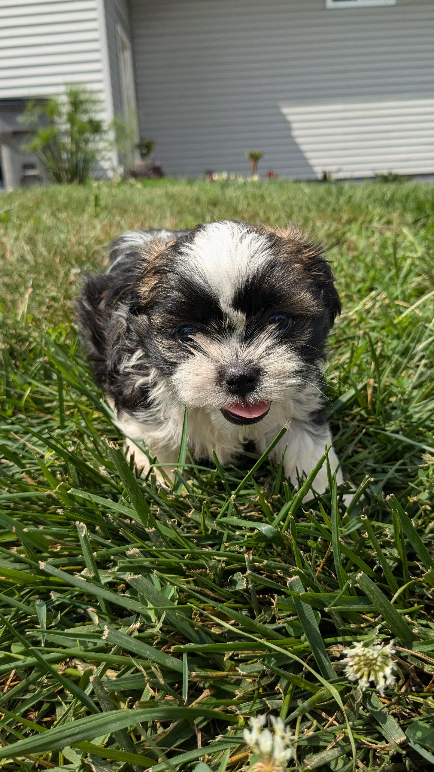 SHIH TZU (06/23) FEMALE