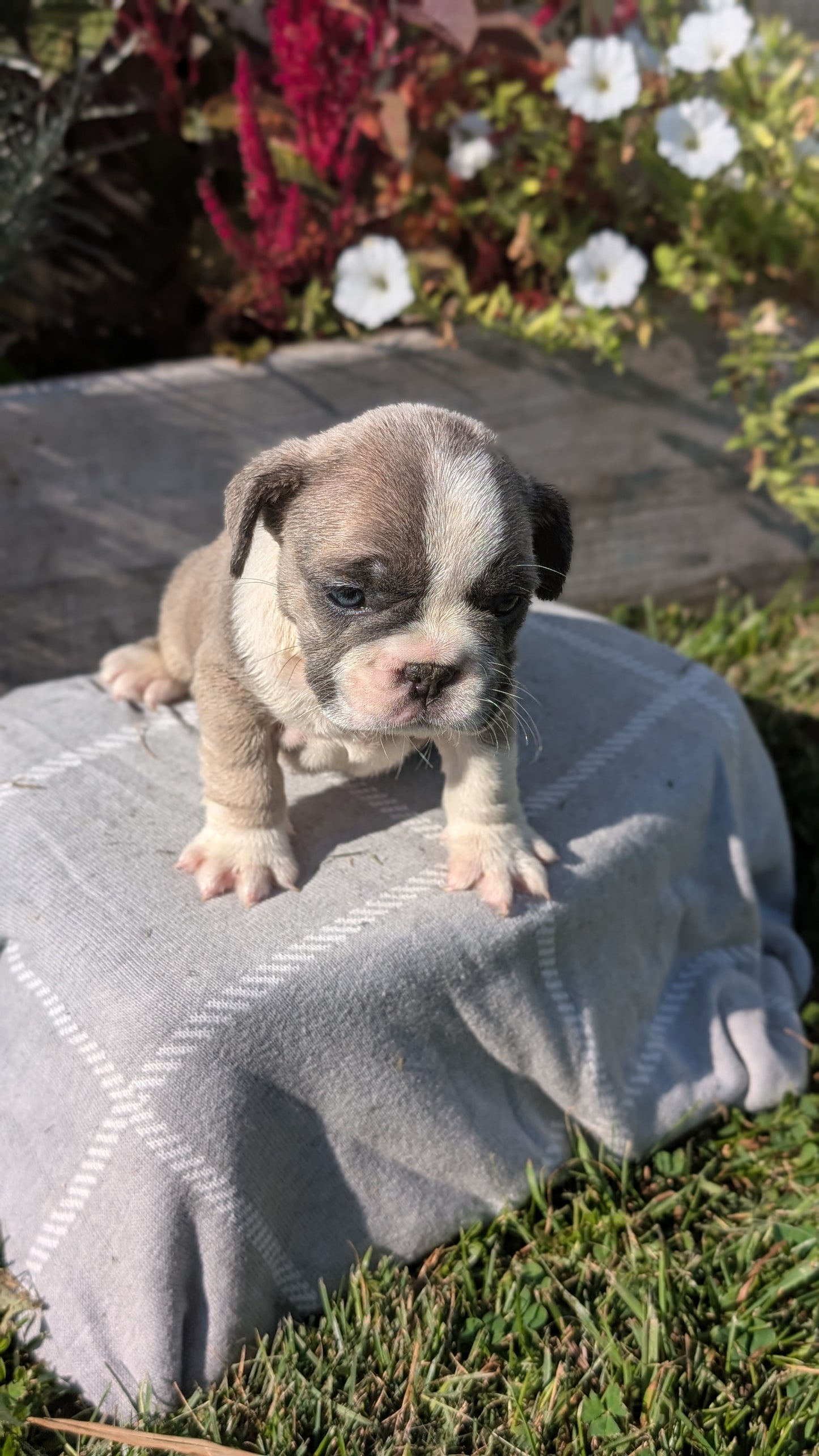 FRENCH BULLDOG (07/03) FEMALE