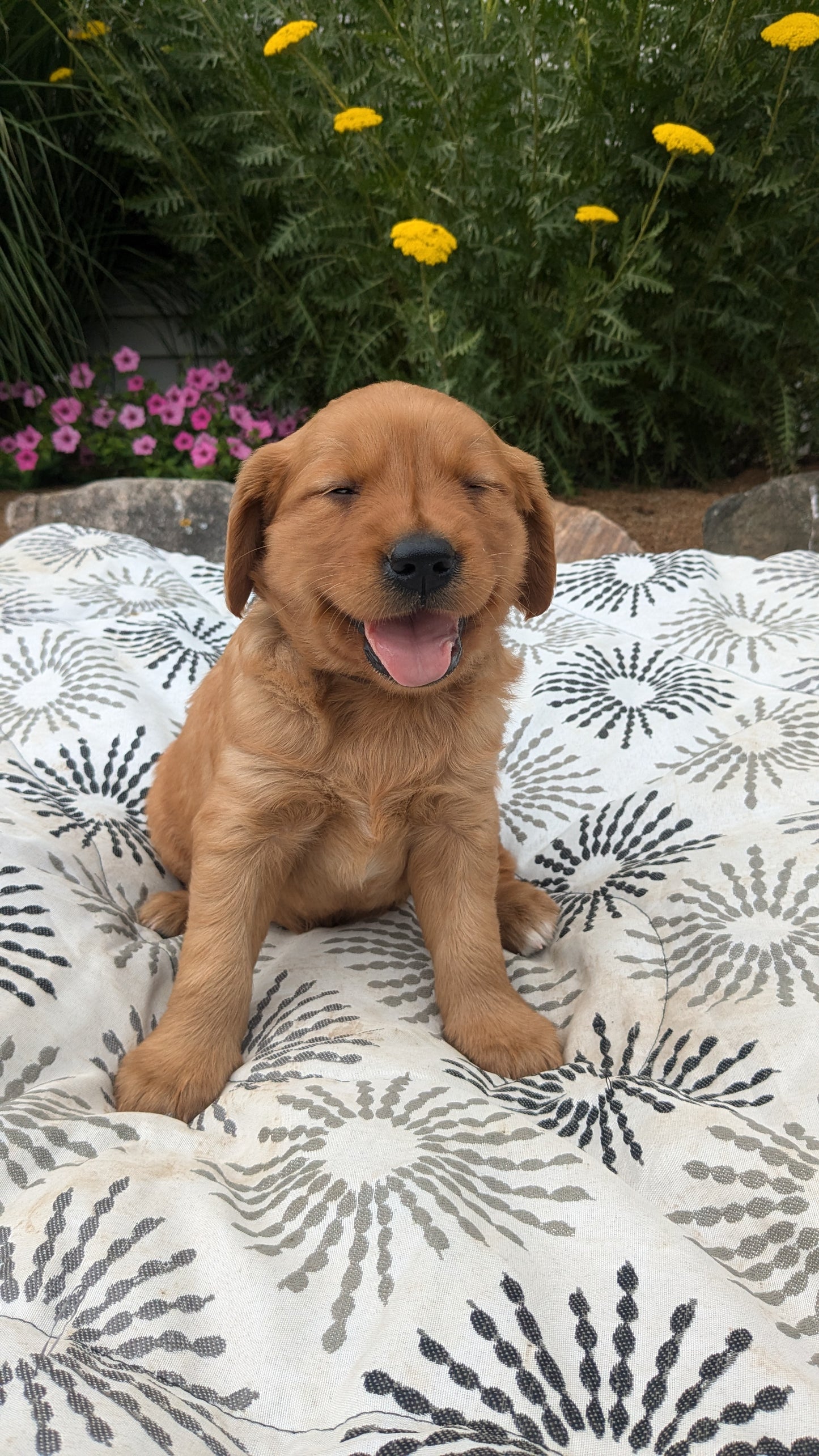 GOLDEN RETRIEVER (05/25) MALE