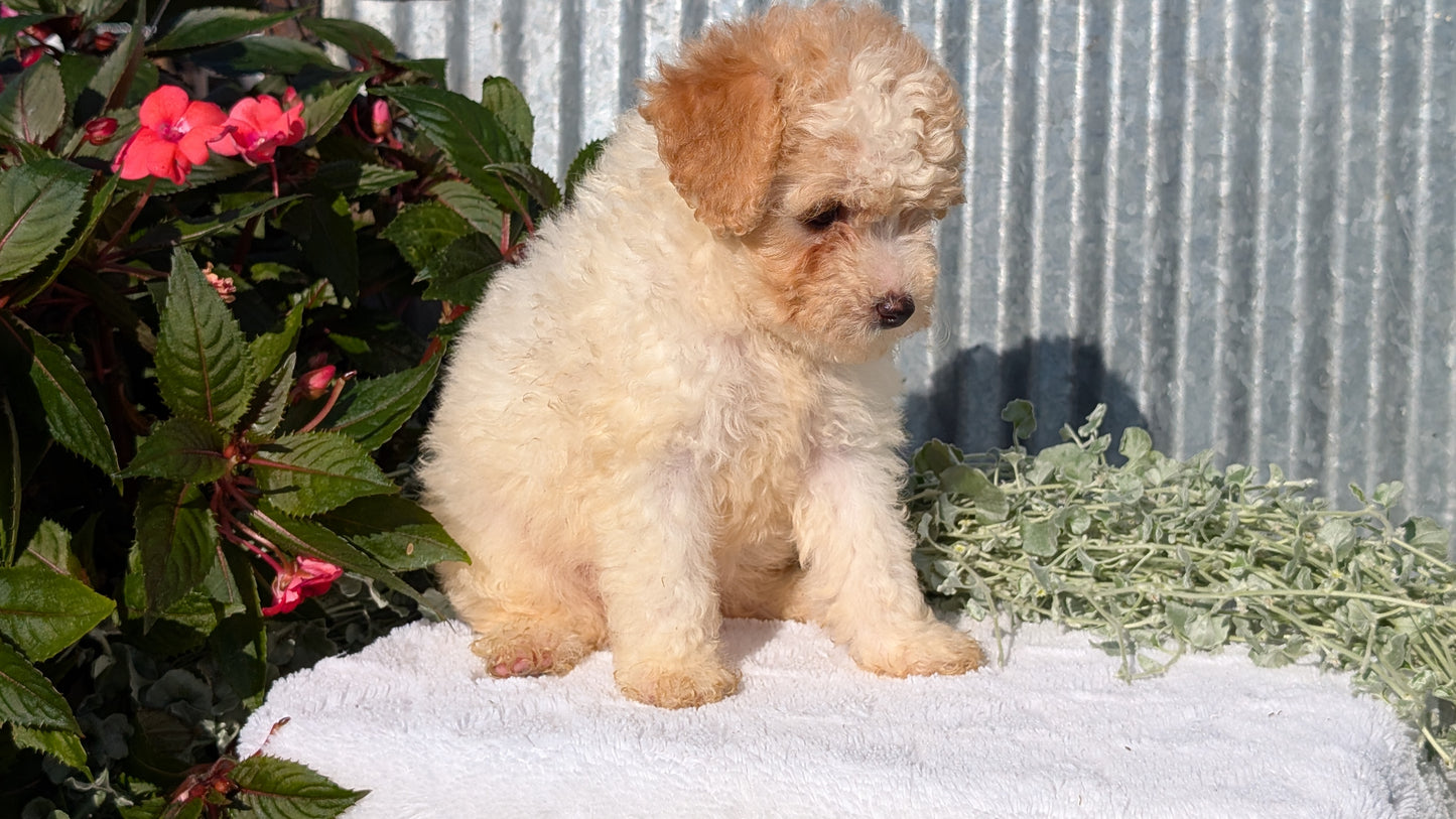 TOY POODLE (07/06) FEMALE