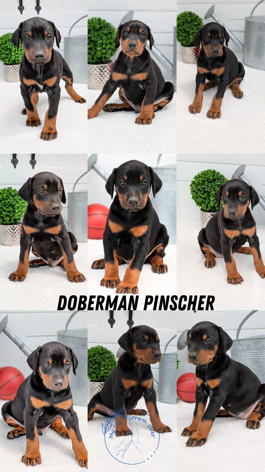 DOBERMAN PINSCHER (03/22) FEMALE