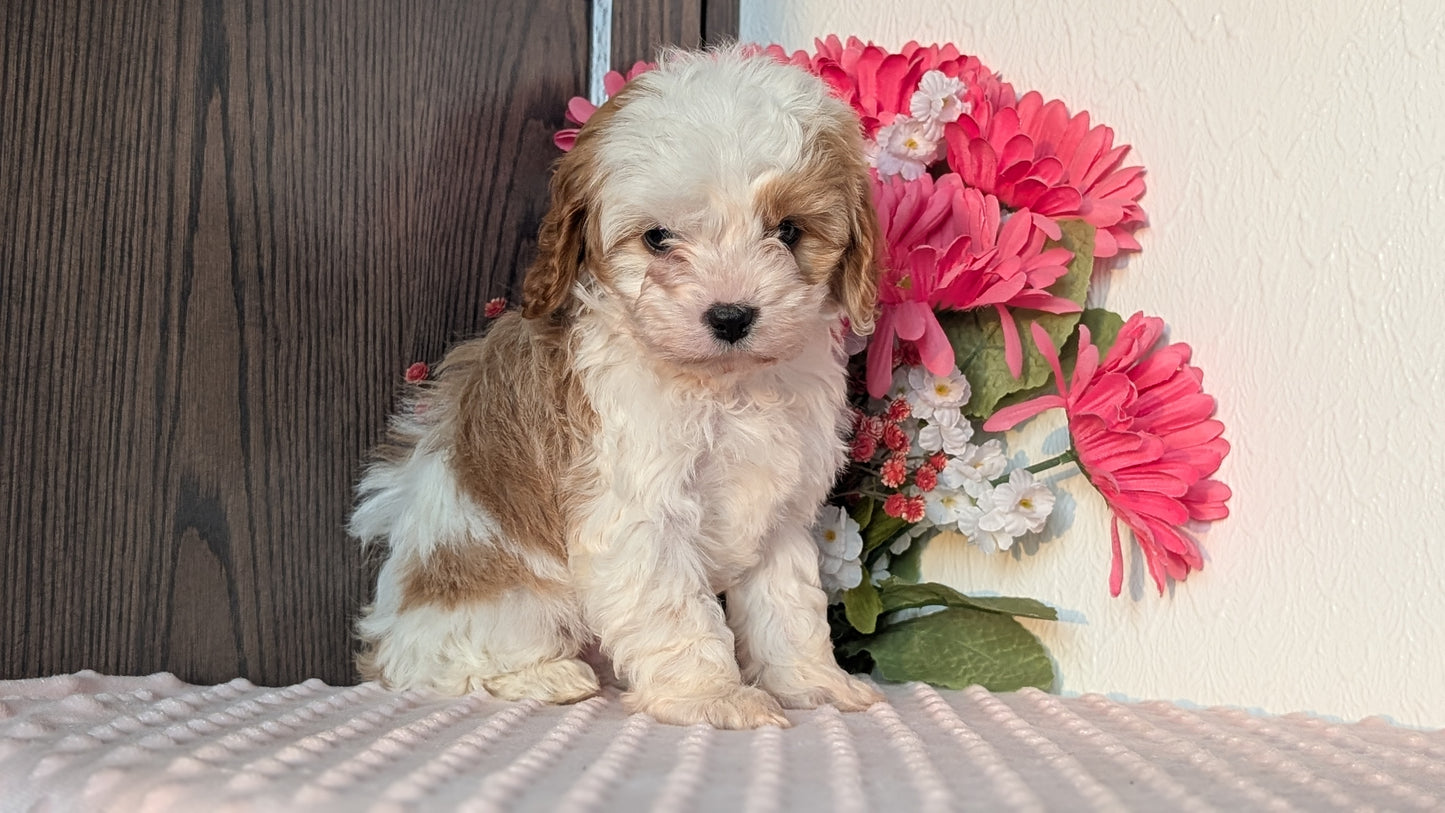CAVAPOO (DEC 26) MALES