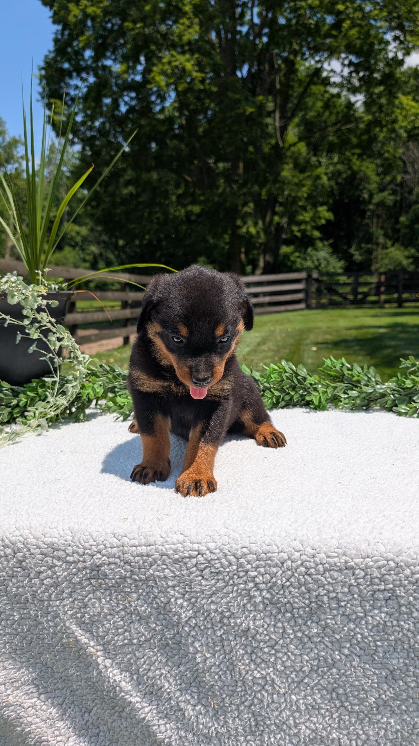 ROTTWEILER (05/28) FEMALE
