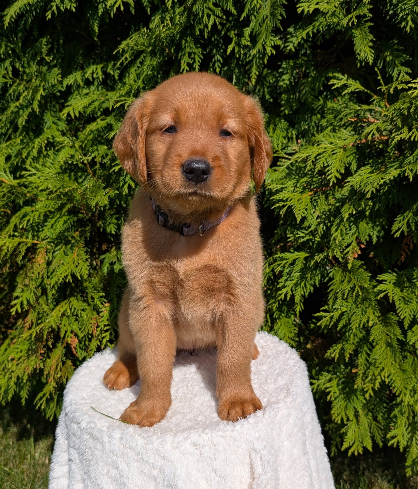 GOLDEN RETRIEVER (07/17) FEMALE