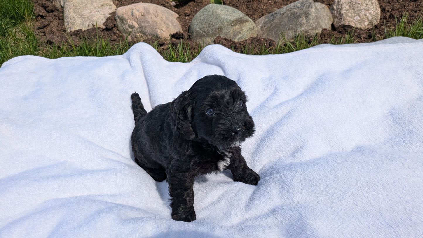 MINI BERNEDOODLE (03/30) FEMALE
