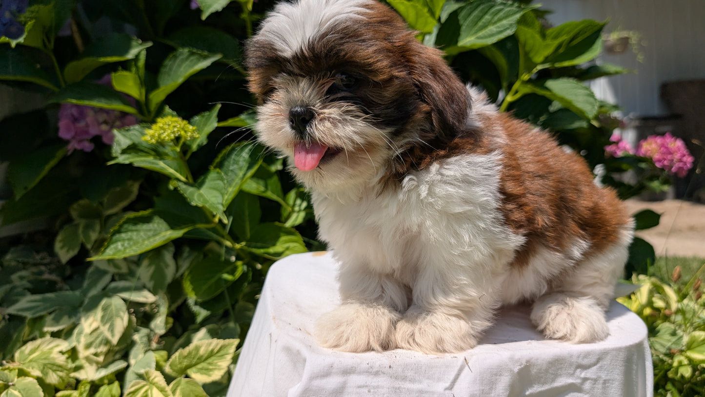 SHIH TZU (05/17) FEMALE