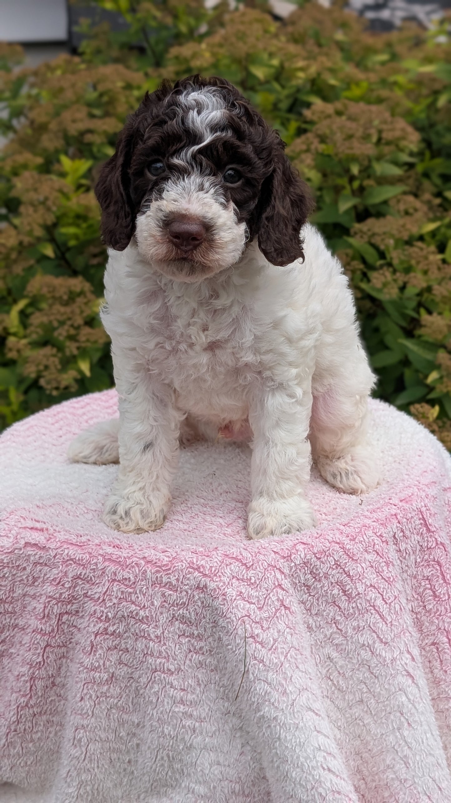 MINI POODLE (06/07) MALE