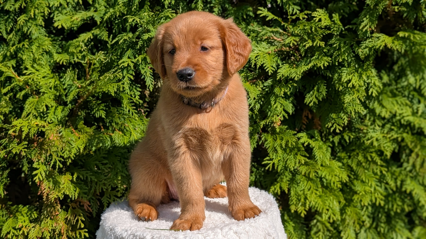 GOLDEN RETRIEVER (07/17) FEMALE
