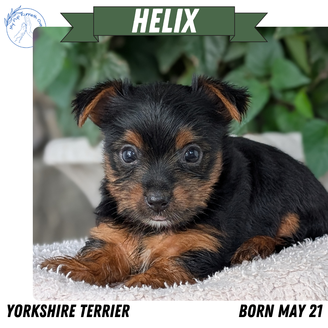 YORKSHIRE TERRIER (05/21) MALE