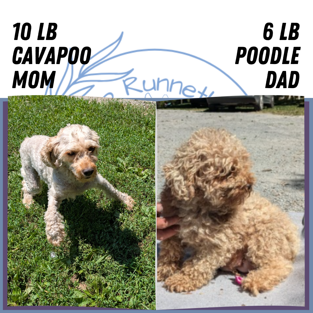 CAVAPOO (05/23) MALE