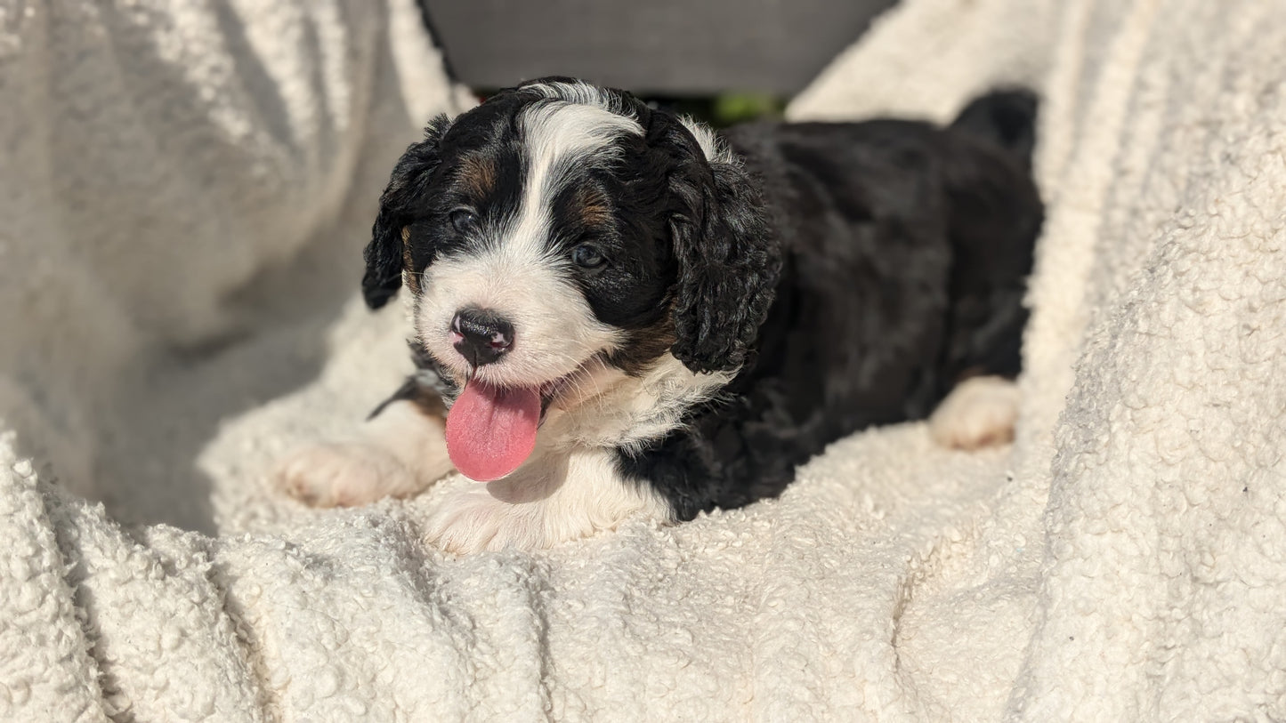 BERNEDOODLE (07/15) FEMALE
