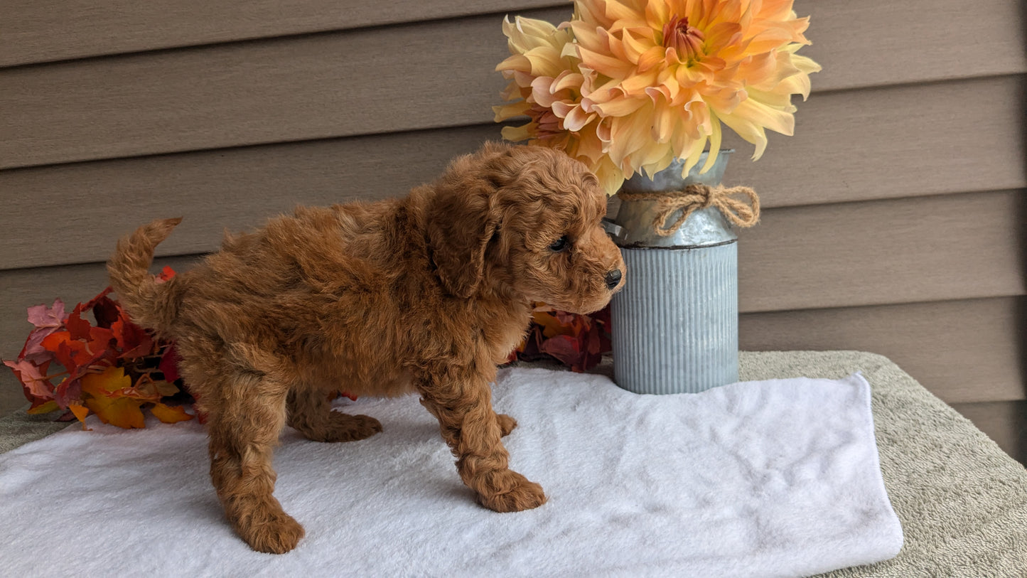 DOXIEPOO (08/19) FEMALE