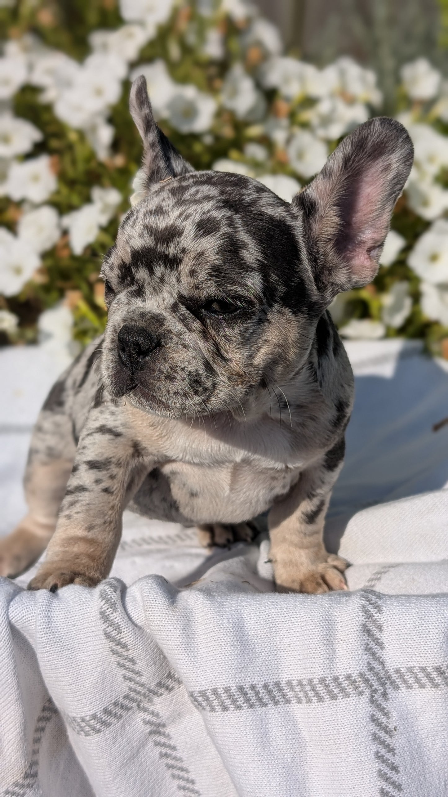 FRENCH BULLDOG (07/03) MALE
