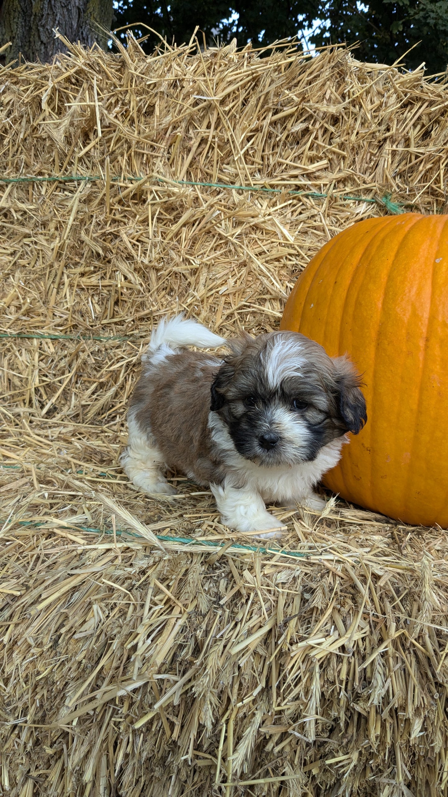 TEDDY BEAR (08/16) MALE