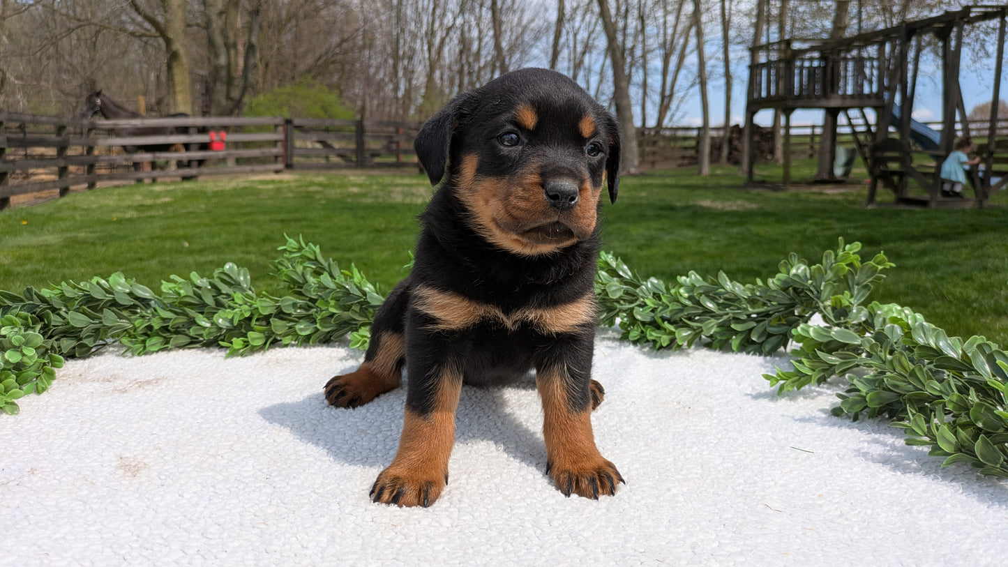 ROTTWEILER (03/18) FEMALE