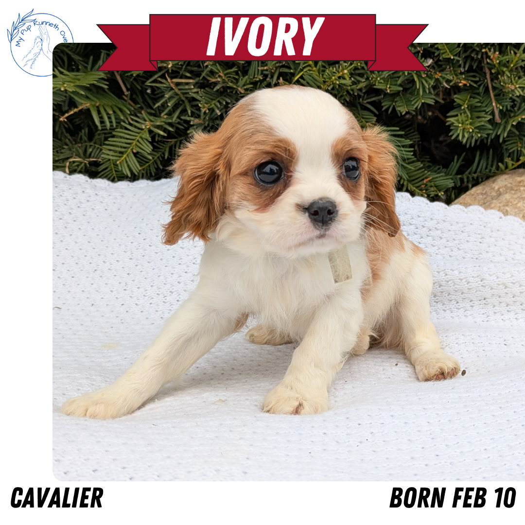 CAVALIER (02/10) FEMALE