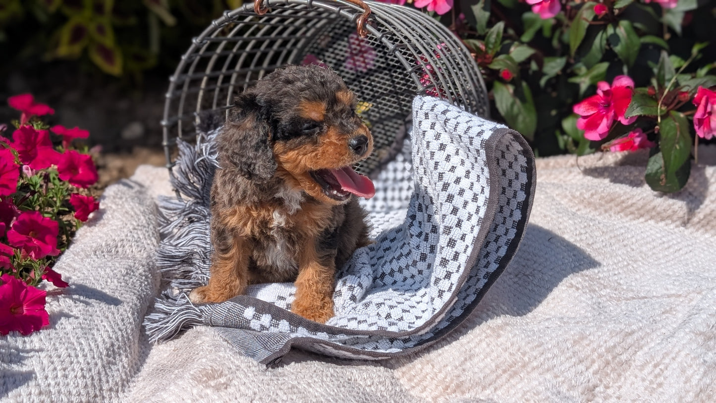 CAVAPOO (06/28) MALE