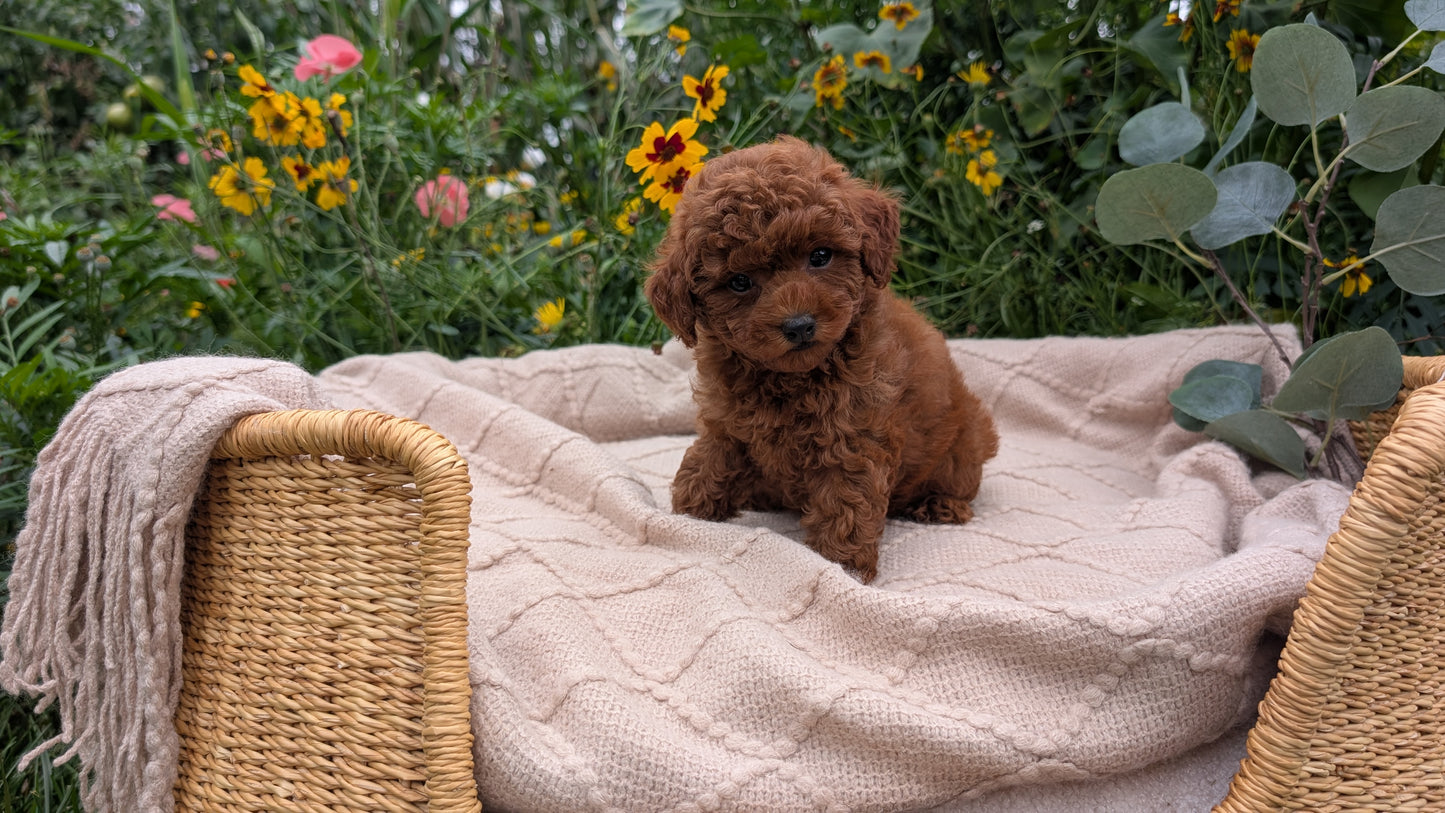 TOY POODLE (07/01) FEMALE