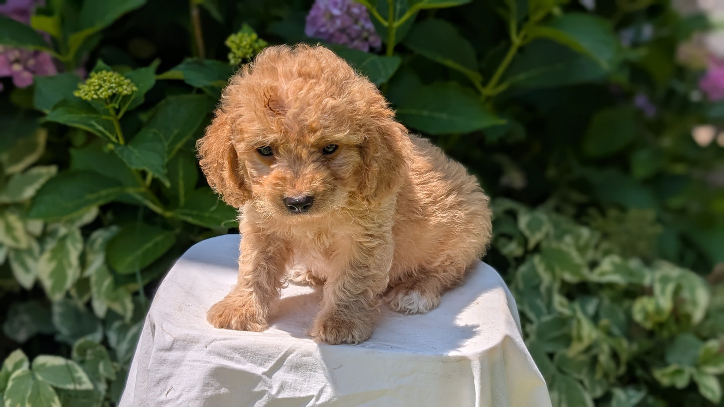 CAVAPOO (05/23) MALE