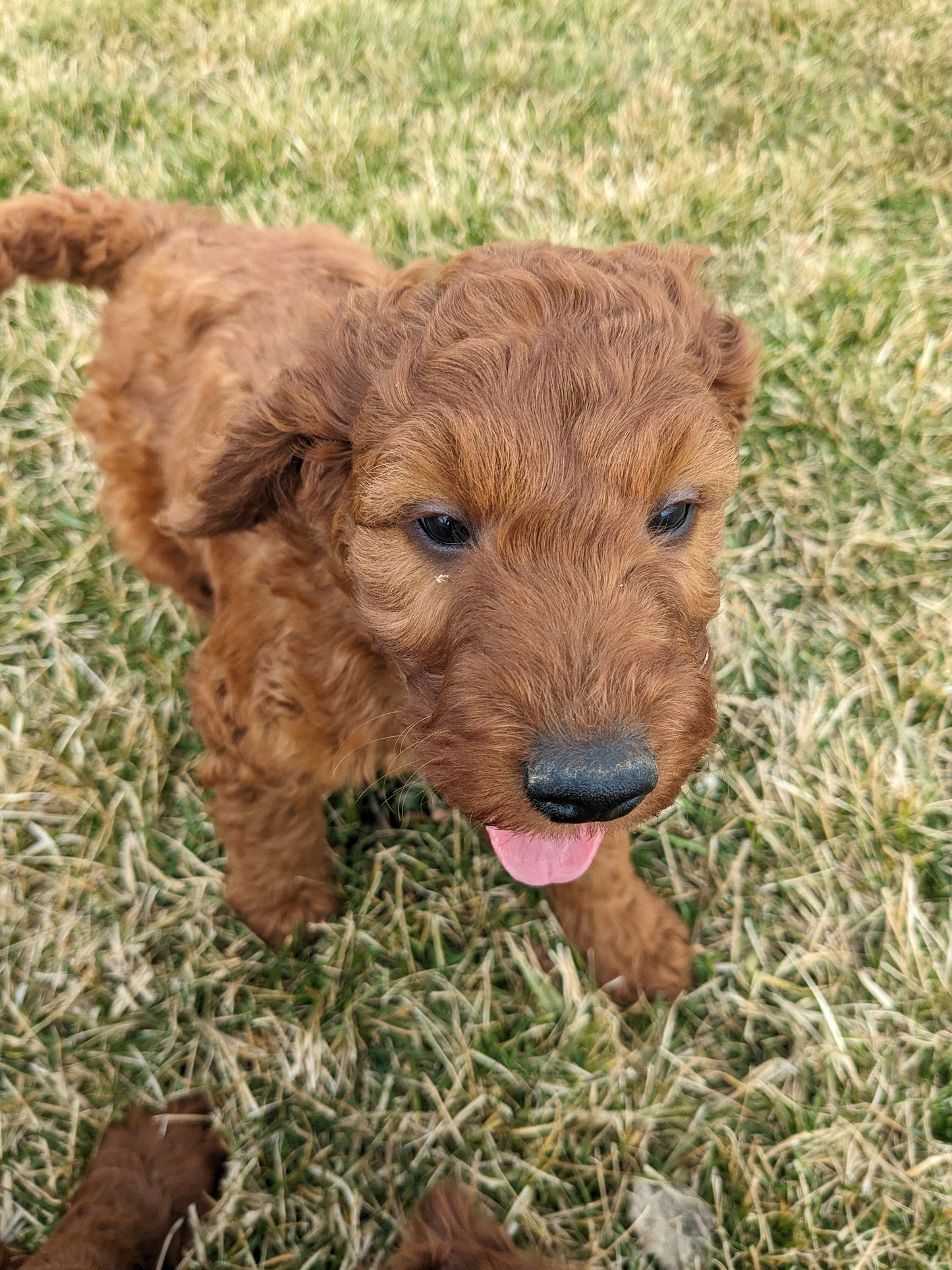 IRISH DOODLE (1/20) MALE