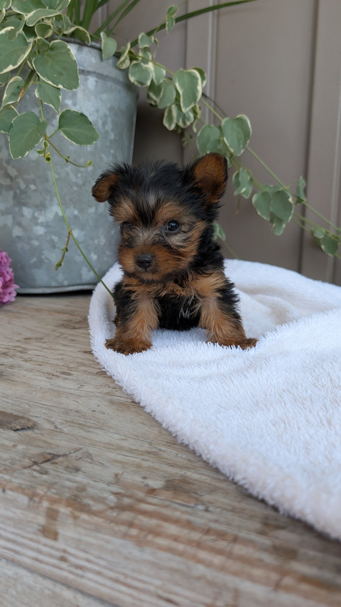 YORKSHIRE TERRIER (06/05) MALE