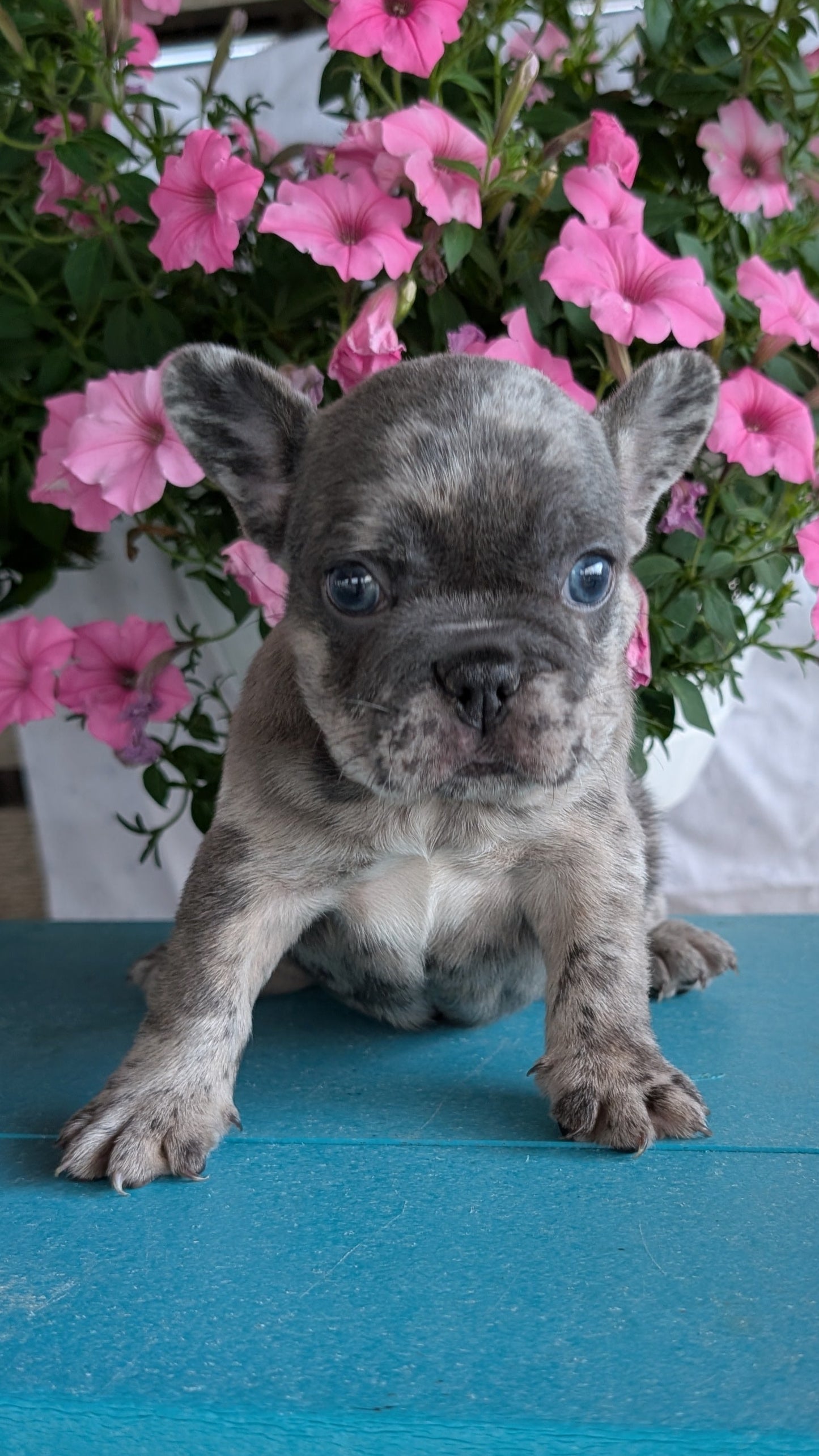 FRENCH BULLDOG (06/30) FEMALE