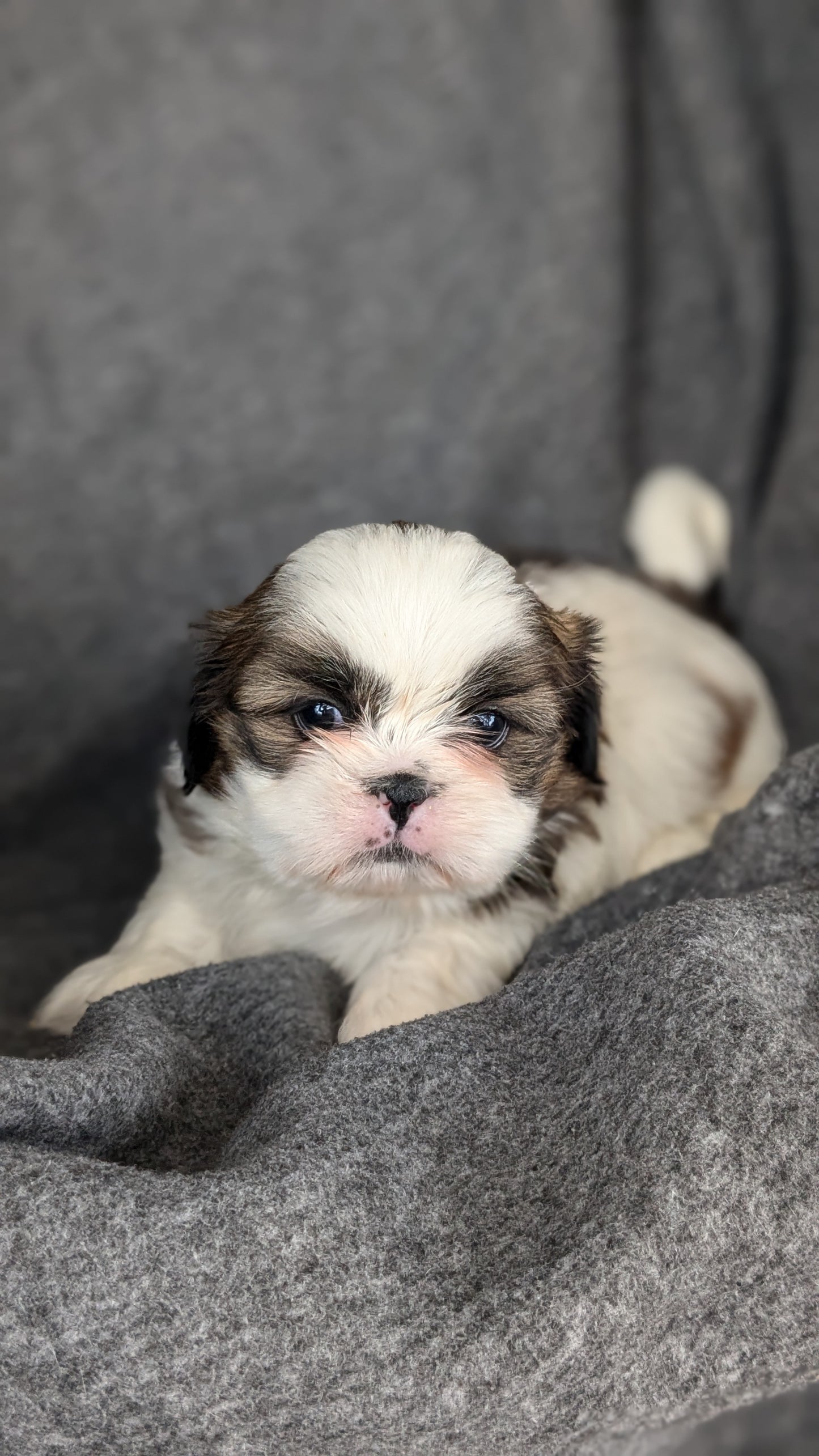SHIH TZU (10/08) FEMALE