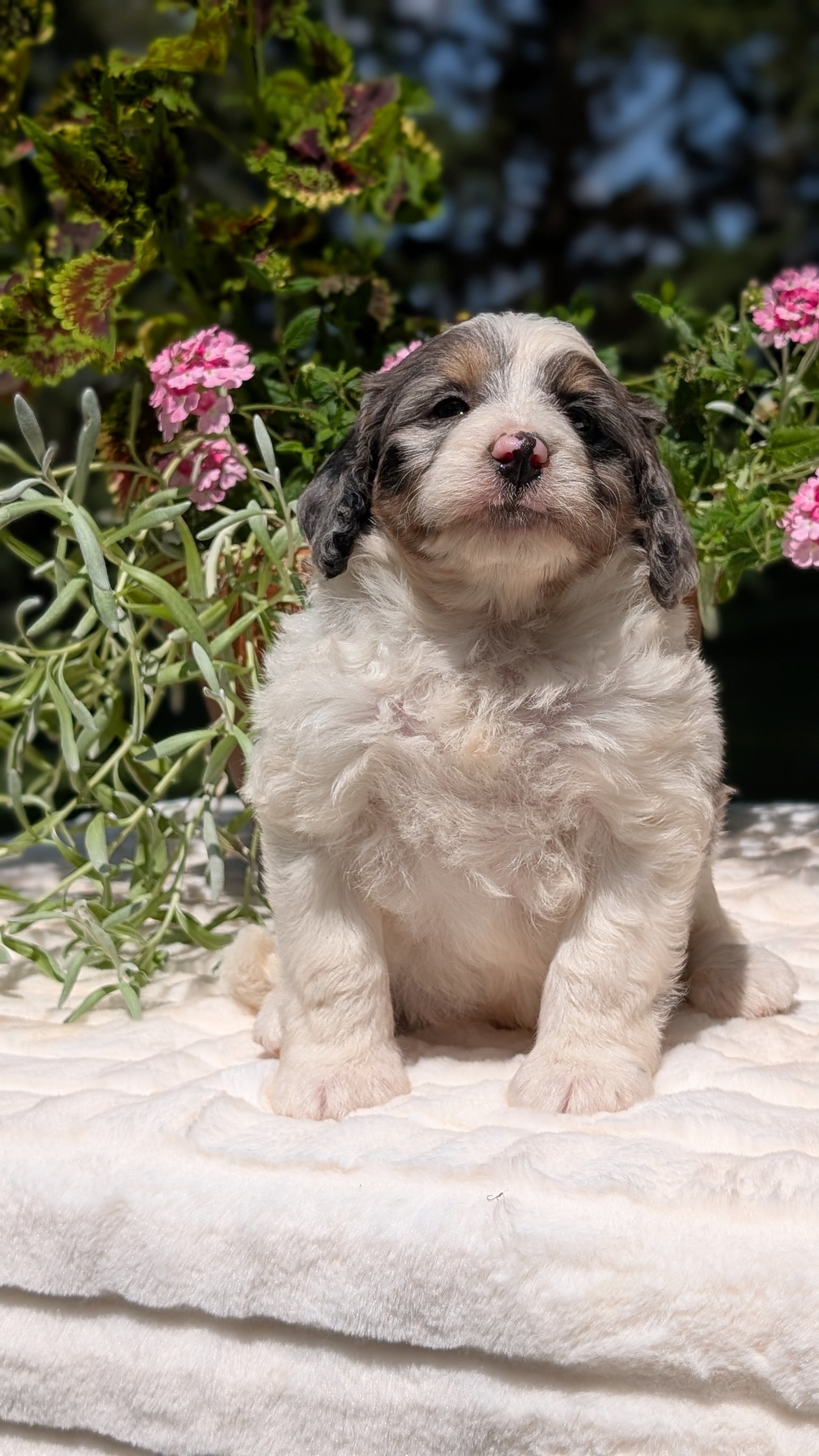 MINI BERNEDOODLE (06/11) MALE