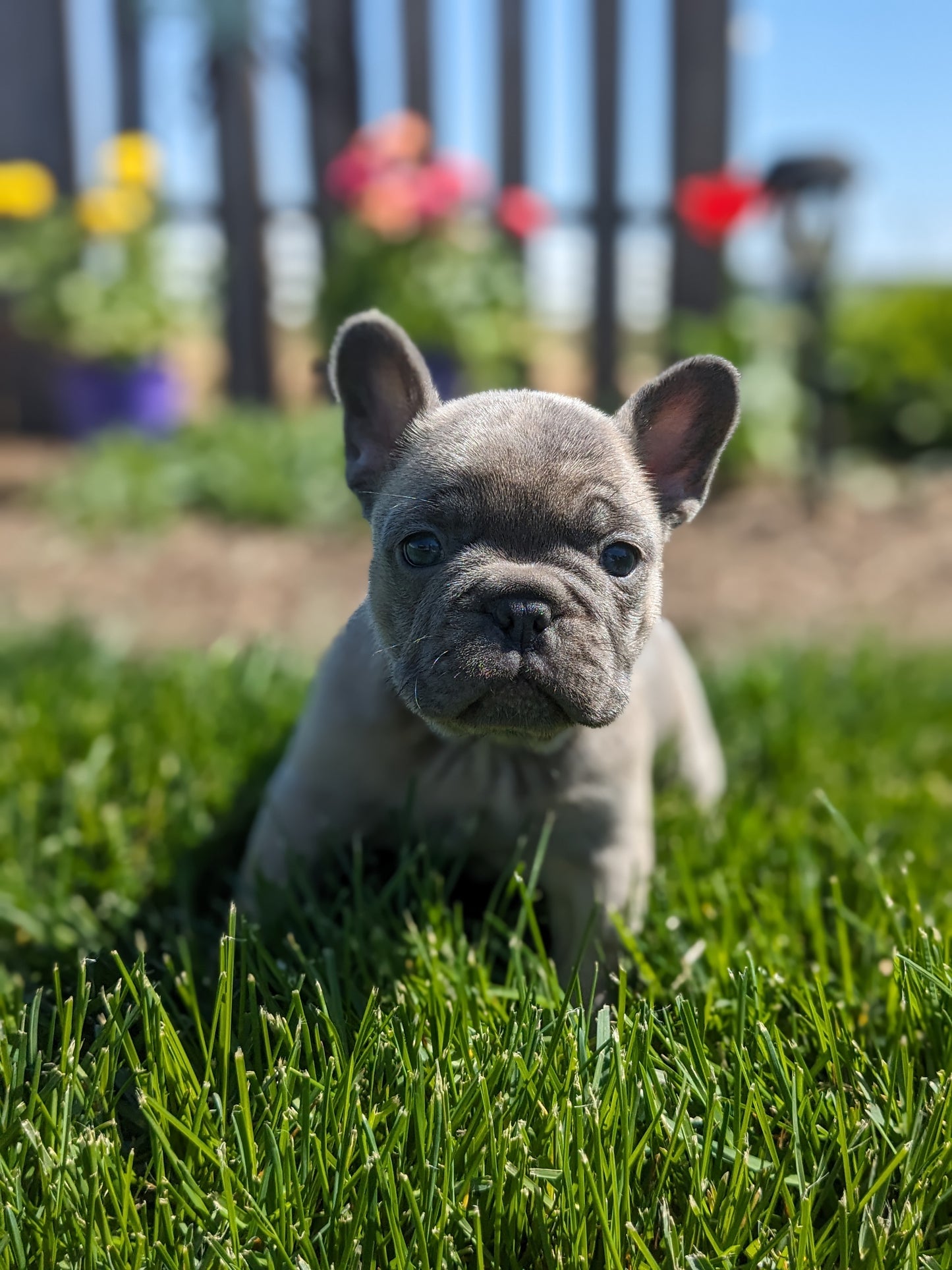 FRENCH BULLDOG (03/15) FEMALE